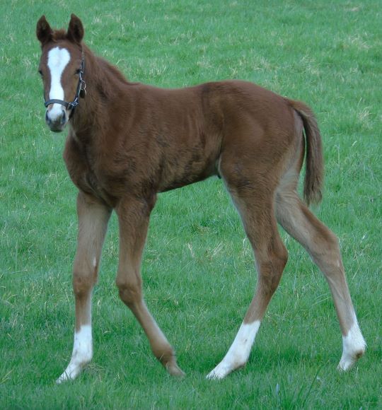 2024 filly by Showcasing